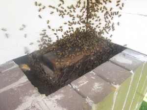 A swarm of bees have decided this might make a nice place to set up a hive