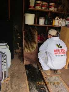 hive under shed floor exposed