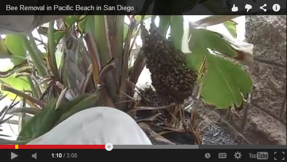 bees-connected-to-tree