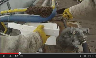 live-bee-removal-san-diego-docks