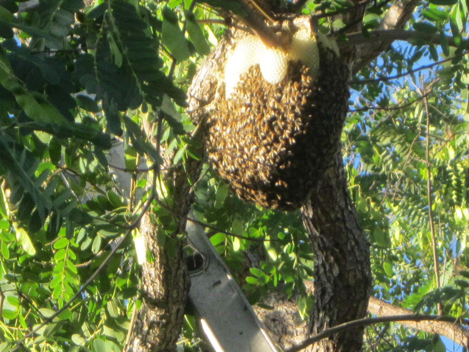 Beehive Hanging From Tree
