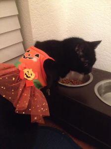 Cauldron kitty in her Halloween costume. 