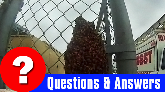 Bee Swarm on a fence ready to be saved