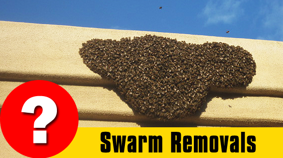 swarm-removal-specialists