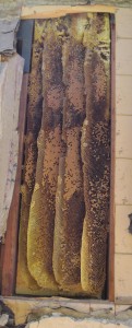 Giant Hive in wall exposed