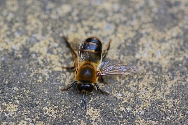 a drone bee