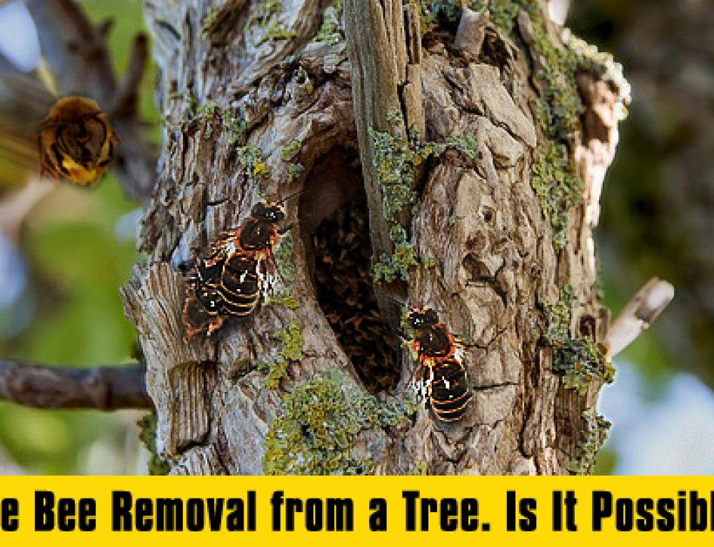 3 Common Wasp Nests in San Diego | Bee Best Bee Removal