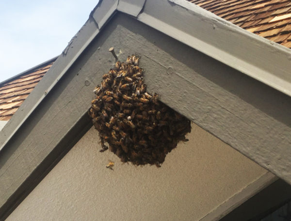 Does my wall or roof need to be opened in order to remove a beehive ...