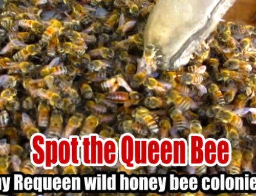 Why do beekeepers Requeen wild honey bee colonies?
