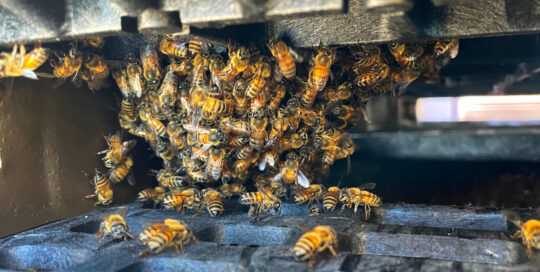 bee closeup small cluster