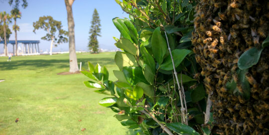 bees-bush-coronado-bridge