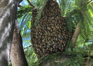 Large Bee Swarm in a tree