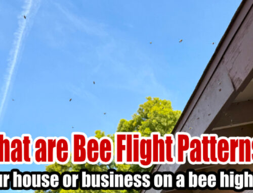 What are Bee Flight Patterns and why they are important?