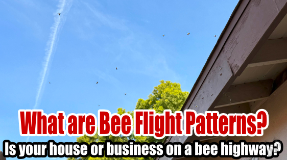 Bees flying in a patterns from a roof of a house