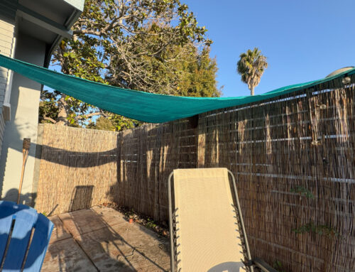 Bee Swarm on a Bamboo Fence