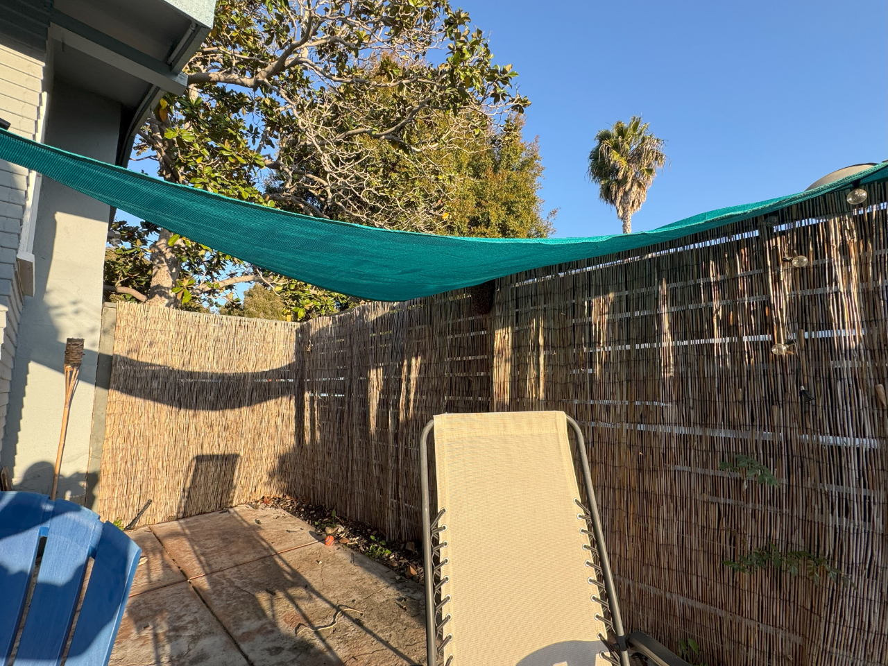 Bee Swarm hanging on Bamboo Patio fence