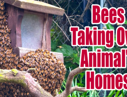 When Bees Take Over Animal’s Homes