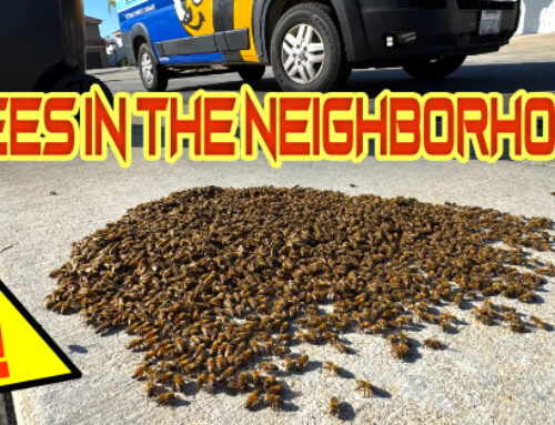 Misconceptions about Honeybees and Aggressive Bees Attack Grandmother in Santee California