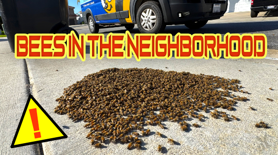 Bees resting on sidewalk near trash can in housing community