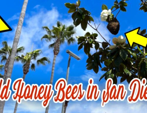 Are Wild Honeybees in San Diego Harming our Local Native Bees?
